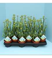 Bio Euphorbia phosphorea 300-PH10