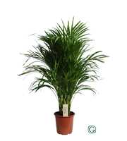 Dypsis Lutescens (Areca) P21