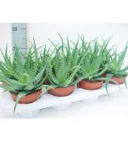 Aloe arborescens 12