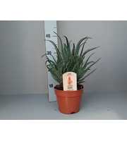 Aloe arborescens 15