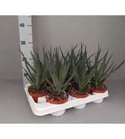 Aloe arborescens 10.5