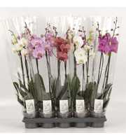 Phalaenopsis gemengd 2 Tak Mix