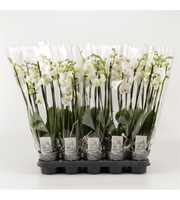 Phalaenopsis overig wit 4 Tak Wit