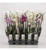 Phalaenopsis gemengd 5 tak gemengd