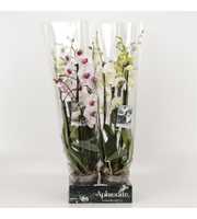 Phalaenopsis gemengd 5 tak gemengd Goddess