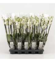 Phalaenopsis overig wit 6 Tak Wit
