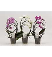 Phalaenopsis overig Rainbow gemengd