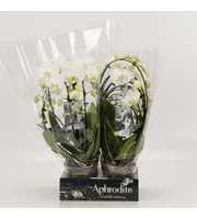 Phalaenopsis overig Shapes wit Goddess