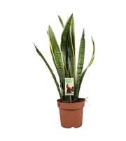 Sansevieria Laurentii