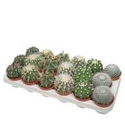 Bolcactus mix 8,5 cm