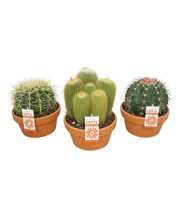 Bolcactus mix 17 cm