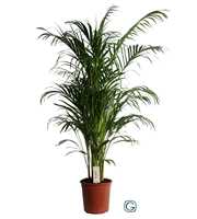 Dypsis Lutescens (Areca) P24 150