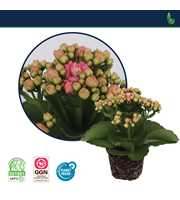 Kalanchoe Perfecta Pink 7cm - Zonder Hoes