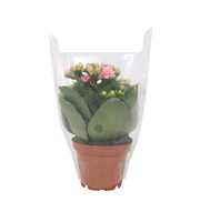 Kalanchoe Perfecta Pink 7cm - Blanco Hoes