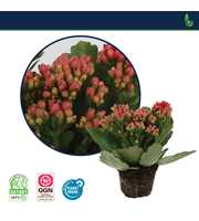 Kalanchoe Perfecta Red 7cm Zonder Hoes