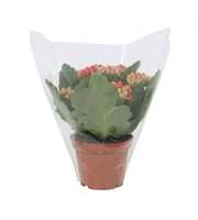 Kalanchoe Perfecta Red 7cm Blanco Hoes