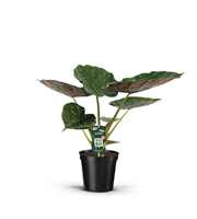 Alocasia Wentii