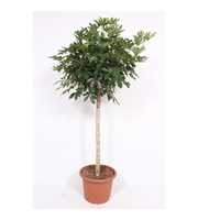 Schefflera Compacta