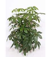 Schefflera actinophylla 'Amate’