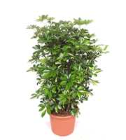 Schefflera Gold Capella