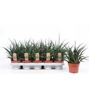 Sansevieria Fernwood Punk