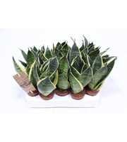 Sansevieria Golden Edge Hahni