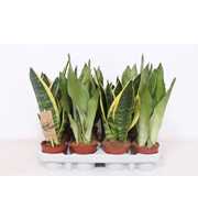 Sansevieria mix