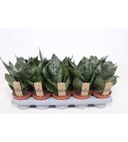 Sansevieria Hahnii