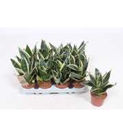 Sansevieria Golden Edge Hahnii