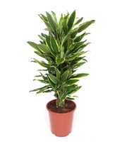 Dracaena Golden Coast