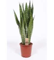 Sansevieria zeylanica