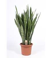 Sansevieria zeylanica