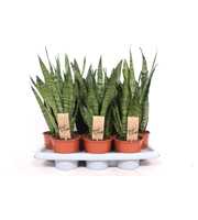 Sansevieria zeylanica