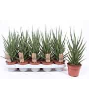 Sansevieria Torch