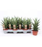 Sansevieria Tough Lady