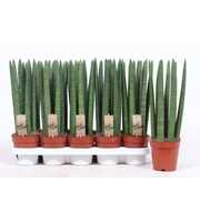 Sansevieria Straight