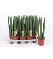 Sansevieria Straight