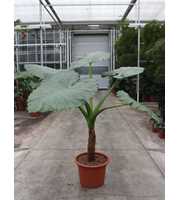 Alocasia macrorrhiza