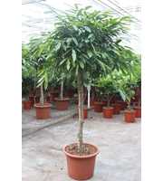 Ficus Amstel King