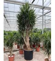 Dracaena marginata