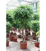 Ficus Exotica