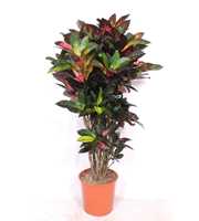 Codiaeum Iceton (Croton Iceton)