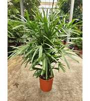 Rhapis excelsa