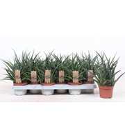 Sansevieria Fernwood Punk