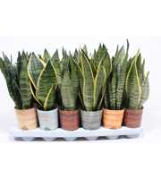 Sansevieria mix in Rough & Tough cup