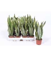 Sansevieria Laurentii