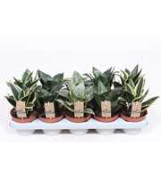 Sansevieria Hahnii mix