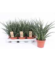 Sansevieria Fernwood Punk