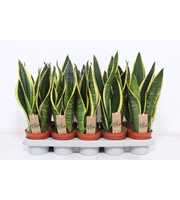 Sansevieria Black Superba