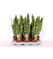 Sansevieria Laurentii